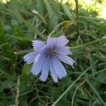 Cichorium intybusLorea