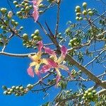 Ceiba speciosa Cvet