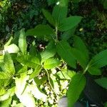 Vernonia baldwinii Leaf