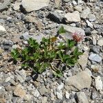 Trifolium thalii অভ্যাস