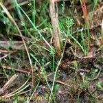 Caropsis verticillatoinundata Habitus