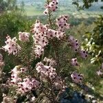 Erica australis Λουλούδι