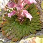 Saxifraga florulenta Blad