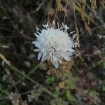Cephalaria leucantha Kvet