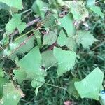 Persicaria perfoliata पत्ता