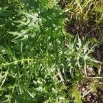 Cirsium muticum Feuille