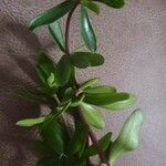 Peperomia galioides ഇല
