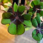 Oxalis tetraphylla Fuelha