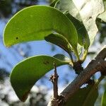 Ximenia caffra Leaf