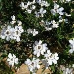 Iberis saxatilis Λουλούδι