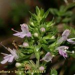 Thymus nitens Цвят