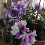 Petunia hybrida Flor