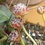 Armeria pseudarmeria Blomma