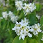 Amelanchier alnifolia ফুল