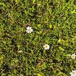 Werneria pygmaea Habit