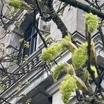 Acer macrophyllum Flor