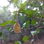 Vaccinium arboreum Fruit