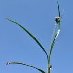 Carex parviflora Other