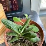 Gasteria pillansii Yaprak