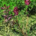 Fumaria officinalis Habitat