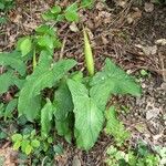 Arum maculatum Habitat