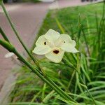 Dietes bicolor Flower