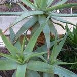 Aloe africana Liść