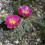 Echinocactus horizonthalonius Habitus