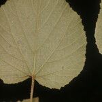 Vitis tiliifolia Leaf