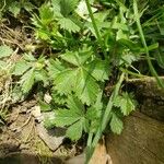 Potentilla reptans Blad