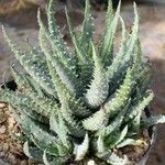 Aloe humilis Hoja