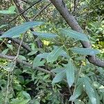 Salix bicolor Levél