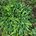 Leucanthemum maximum অভ্যাস