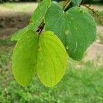 Piliostigma thonningii পাতা