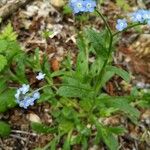 Myosotis latifolia Кветка