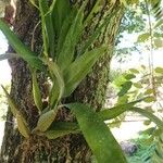 Prosthechea cochleata Feuille