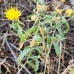 Centaurea hyalolepis Habit