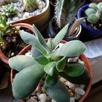 Crassula cotyledonis Hostoa