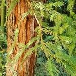 Sequoia sempervirens Foglia