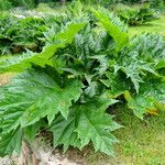 Rheum palmatum Anders