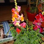 Antirrhinum majusЦветок