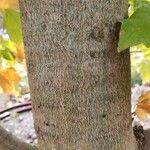 Acer saccharum Bark