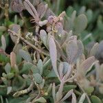 Atriplex portulacoides Blad