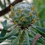 Leucadendron galpinii फूल