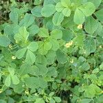 Medicago polymorpha Leaf