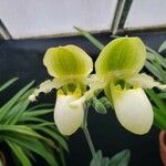 Paphiopedilum primulinum Flor
