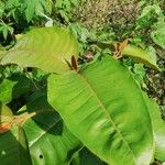 Harungana madagascariensis Hoja