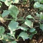 Sutera cordata Hoja