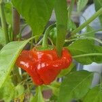 Capsicum baccatum Plod