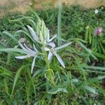 Camassia scilloides Λουλούδι